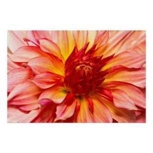 Bloem - Dahlia - Natures ademstok Perfect Poster