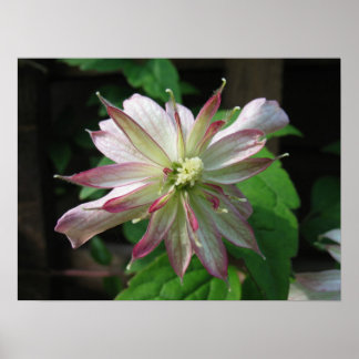 Bloem drie poster