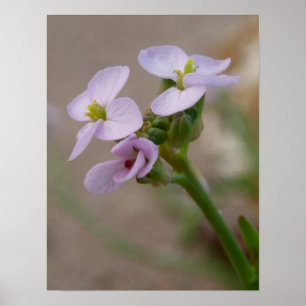 Bloem Fotografische Prints