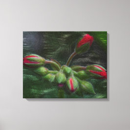 Bloem Geranium knoppen Canvas Afdruk
