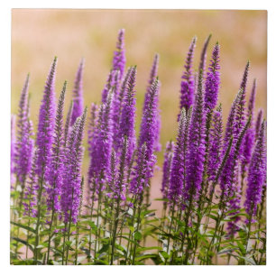 Bloem - Ik droom van lavendel Tegeltje