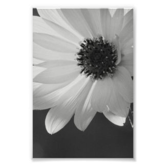 Bloem in B/W Foto Afdruk