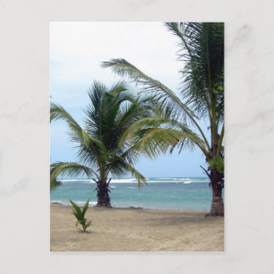 Bloem in de Dominicaanse Republiek Briefkaart