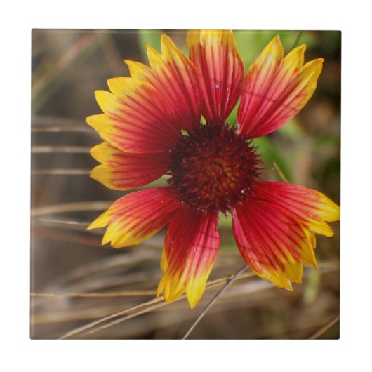 Bloem in de Wind Tegeltje (Voorkant)
