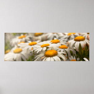 Bloem - Madeliefje - Niet helemaal fris als een ho Poster