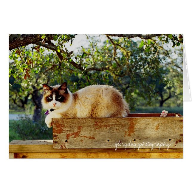 bloem met bentley, glorydayfotografie (Voorkant Horizontaal)