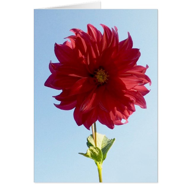 Bloem op de hemel (Voorkant)