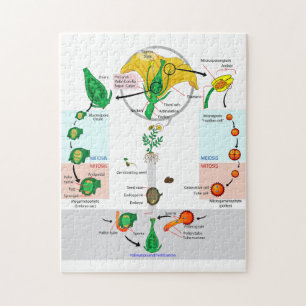 Bloem Plant Angiosperm Levenscyclus Diagram Grafie Legpuzzel