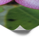 Bloem, Plumeria sp.), South Pacific, Niue Poster (Hoek)