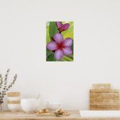 Bloem, Plumeria sp.), South Pacific, Niue Poster (Keuken)