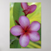 Bloem, Plumeria sp.), South Pacific, Niue Poster (Voorkant)