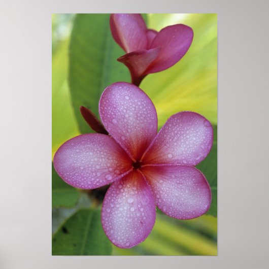 Bloem, Plumeria sp.), South Pacific, Niue Poster (Voorkant)