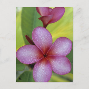 Bloem, Plumeria sp.), Zuid-Pacific, Niue Briefkaart