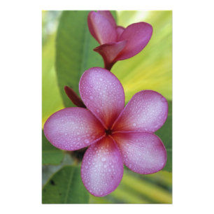 Bloem, Plumeria sp.), Zuid-Pacific, Niue Foto Afdruk