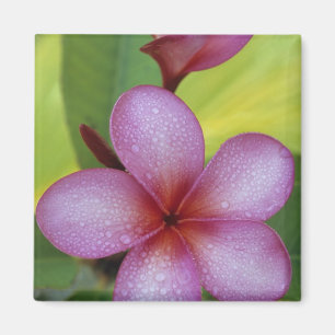 Bloem, Plumeria sp.), Zuid-Pacific, Niue Magneet