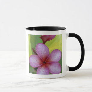 Bloem, Plumeria sp.), Zuid-Pacific, Niue Mok