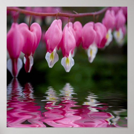 bloem poster (Voorkant)