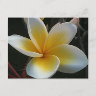 bloem uit thailand briefkaart