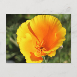 Bloem van Californische papaver Briefkaart