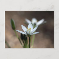 Bloem van de sterren van Bethlehem (Ornithogalum u