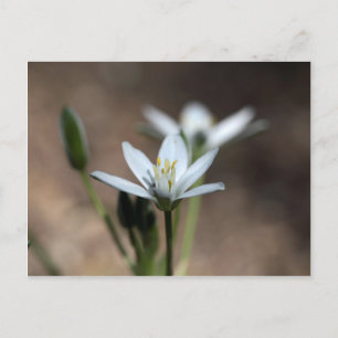 Bloem van de sterren van Bethlehem (Ornithogalum u Briefkaart