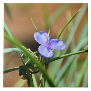 Bloem van spinwort tegeltje