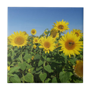 bloem, zon, plant, natuur, zomer, bloem, tegeltje