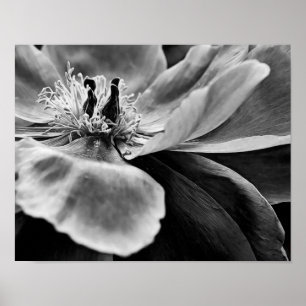 Bloem Zwart-wit Fotografische Art Print