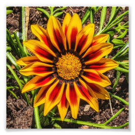 Bloemen 1 foto afdrukken afdruk