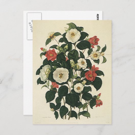 bloemen, Antiek Rozen van tuinbouw Briefkaart (Voorkant / Achterkant)
