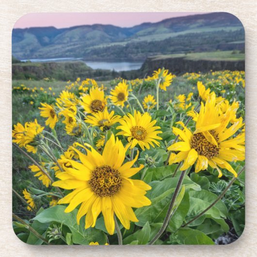 Bloemen | Balsomroot Columbia River, Oregon Bier Onderzetter (Voorkant)
