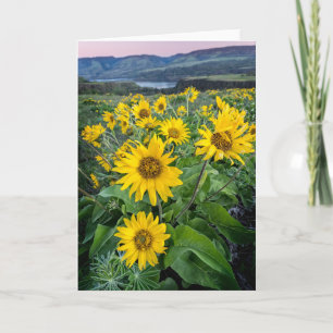 Bloemen Balsomroot Columbia River, Oregon Kaart