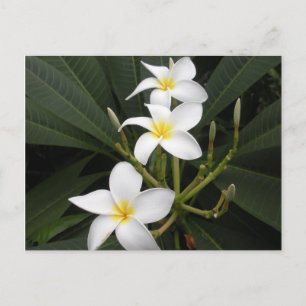 Bloemen - Bellingrath Botanische tuinen Briefkaart
