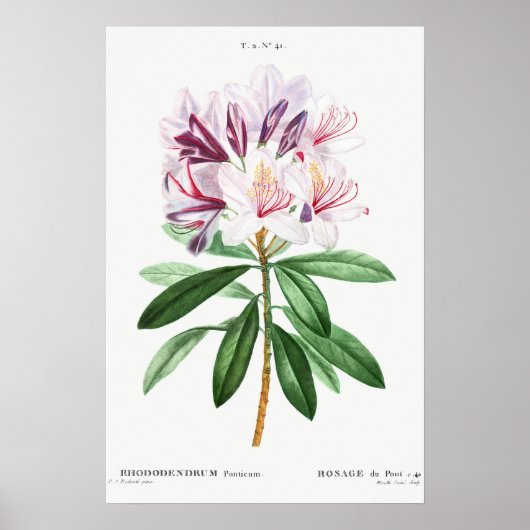Bloemen bladeren  botanische kunst poster (Voorkant)