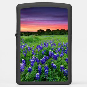 Bloemen Blauwbijen in Sunset Texas