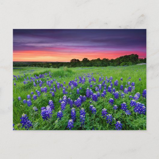 Bloemen | Blauwbijen in Sunset Texas Briefkaart (Voorkant)