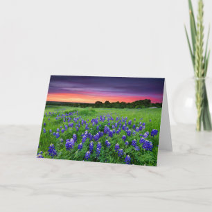 Bloemen   Blauwbijen in Sunset Texas Kaart