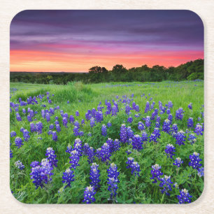 Bloemen   Blauwbijen in Sunset Texas Vierkante Kartonnen Onderzetter