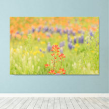 Bloemen Bluebonnet Foto van Texas Hill Country