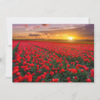 Bloemen | Botanische tuin Holland