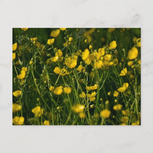 Bloemen Briefkaart (Voorkant)