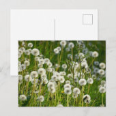 Bloemen Briefkaart (Voorkant / Achterkant)