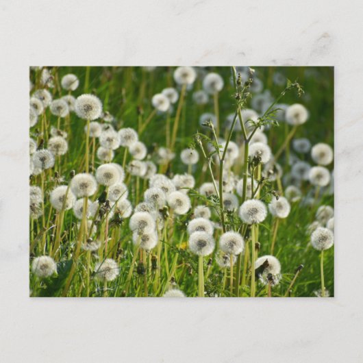 Bloemen Briefkaart (Voorkant)