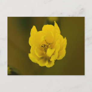 Bloemen Briefkaart
