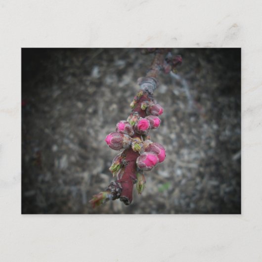 bloemen briefkaart (Voorkant)