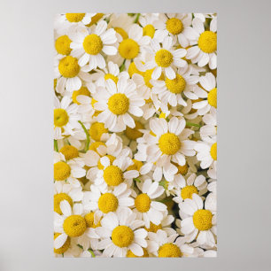 Bloemen Bunch of Chamomiles Poster