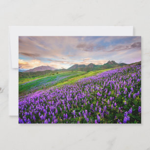 Bloemen Californische wilde bloemen Bedankkaart
