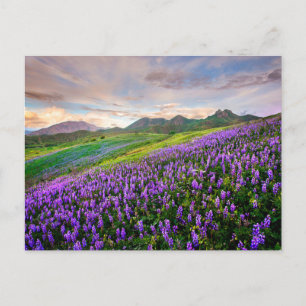 Bloemen   Californische wilde bloemen Briefkaart