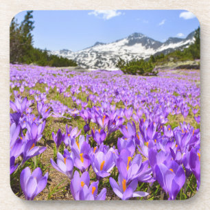 Bloemen Crocus Pirin Mountain Park Bulgarije Bier Onderzetter