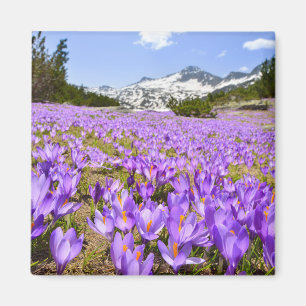 Bloemen Crocus Pirin Mountain Park Bulgarije Magneet